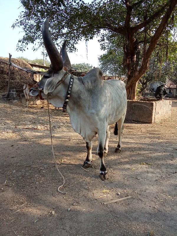 બળદ વેચવાનો છે...