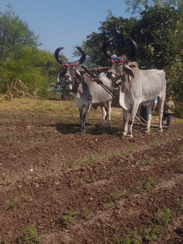 બડધ વેચવા ના છે