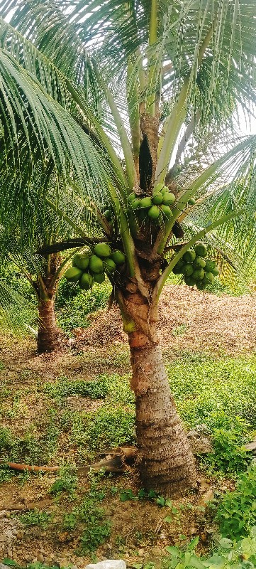 નારિયેળી