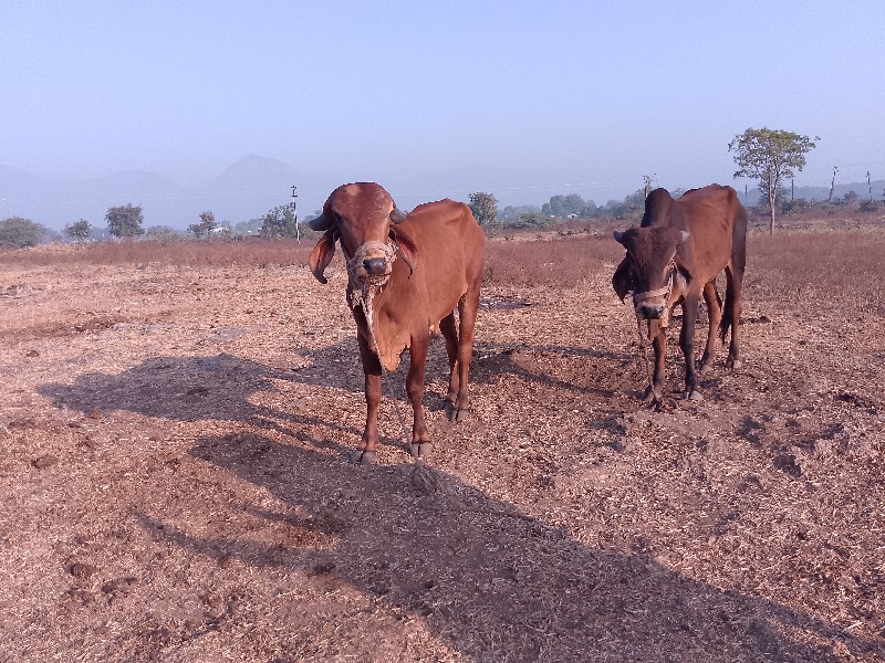 ₹10,000 કિંમત