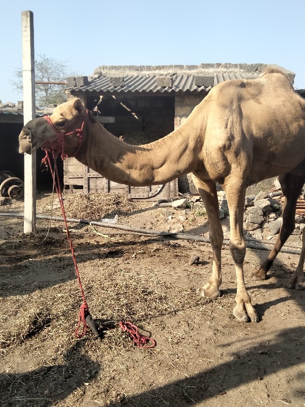 ઉમેશ મકવાણા