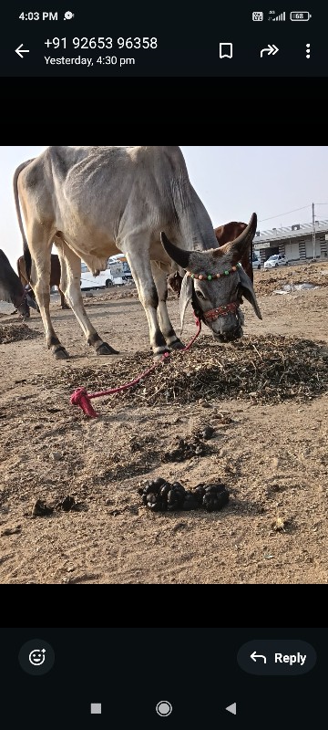 ગોધલાવેસવાનાછે