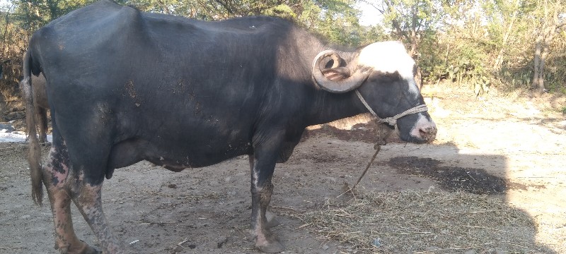 વેચવાની છે