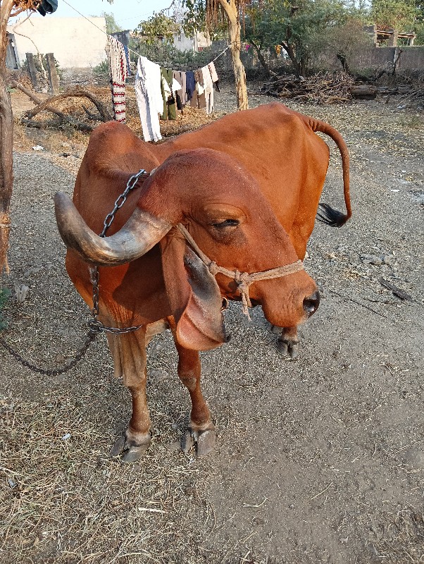 ગાય વેચવાની છે