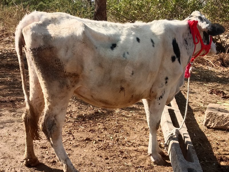 ગાય વેશવાનિછે