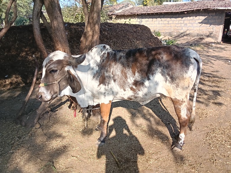 ગાય વેચવાની છે...