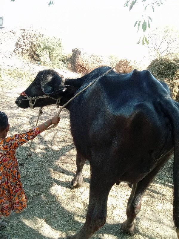 1લુ વેતર સાવ સો...