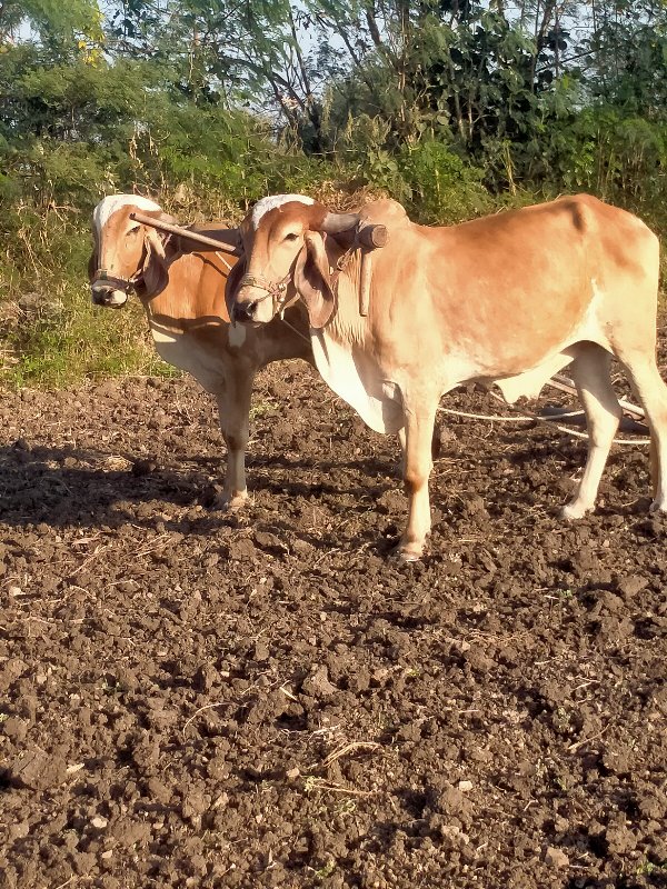 ગોધલા વેસવાનાસે