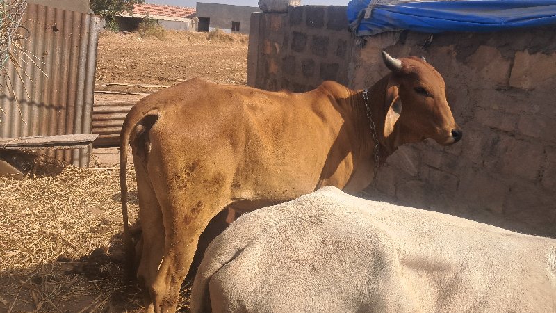 ગાયુ વેચવાની છે...