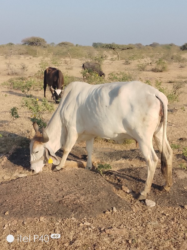 ગાય વેચવાની છે