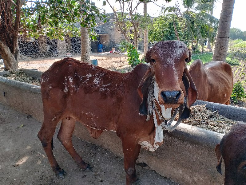 vachdi vechvani...