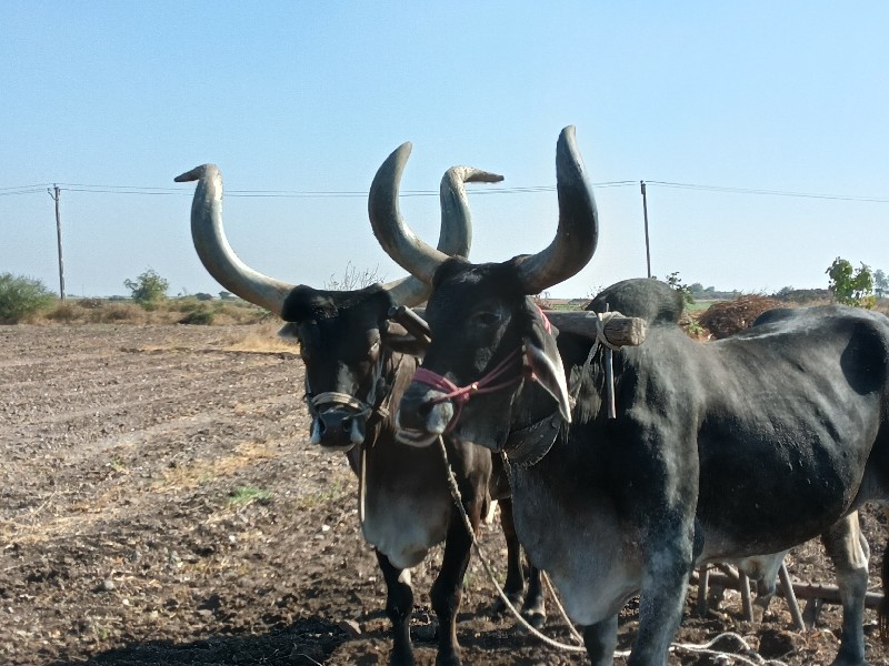 બળદ વેચવાના સે