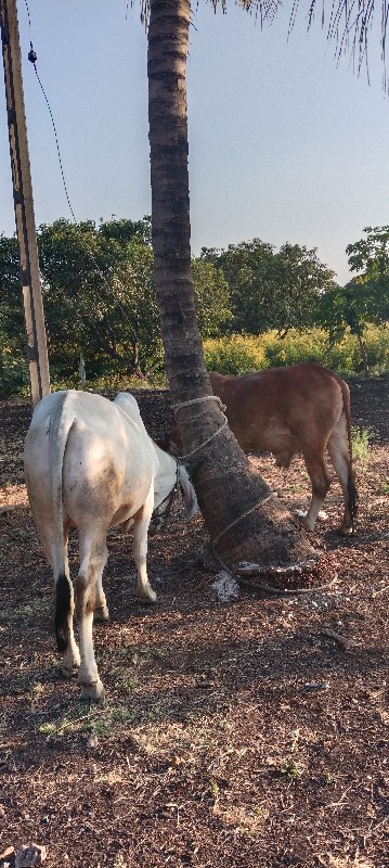 ગોઢલા