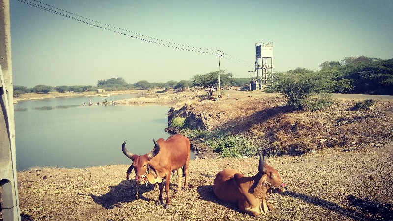 બળદ વેચવાના છે