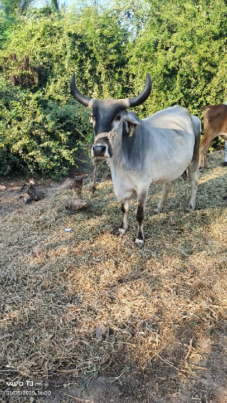 ગાય વેચવાનીછે