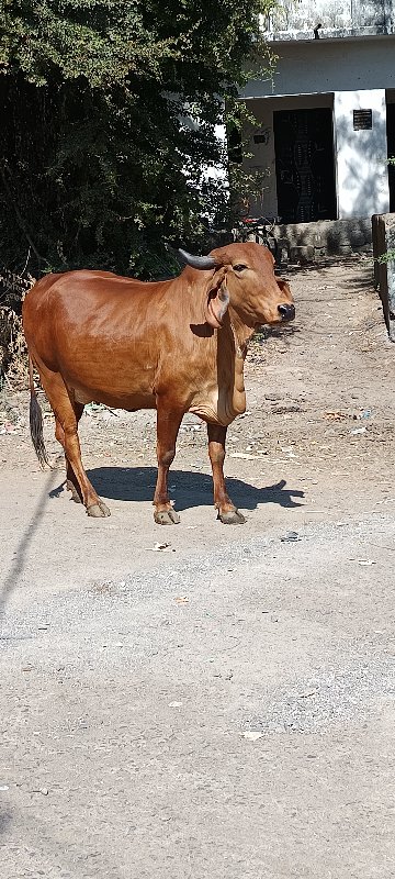 ગાય