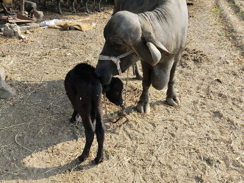 જાફરાબાદી ભેંસ...