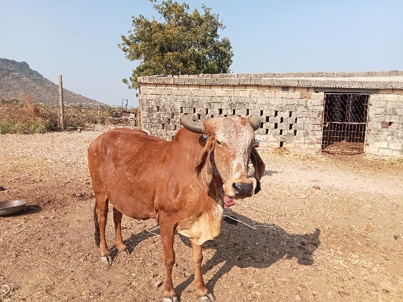 ગાય વેચવાની છે