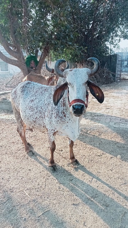 ગાય વેચ વાની છે