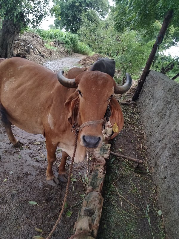 ગીર ગાય વેચવાની...