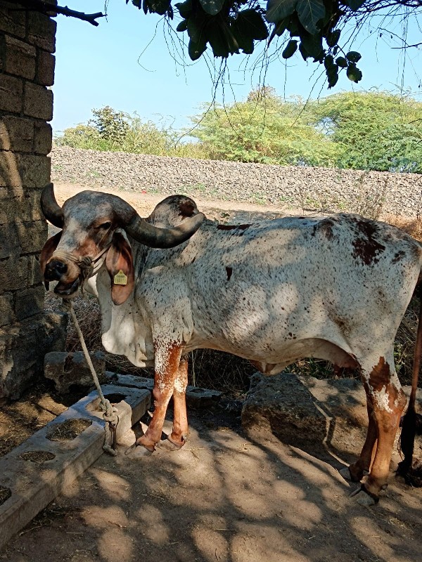 ગાય