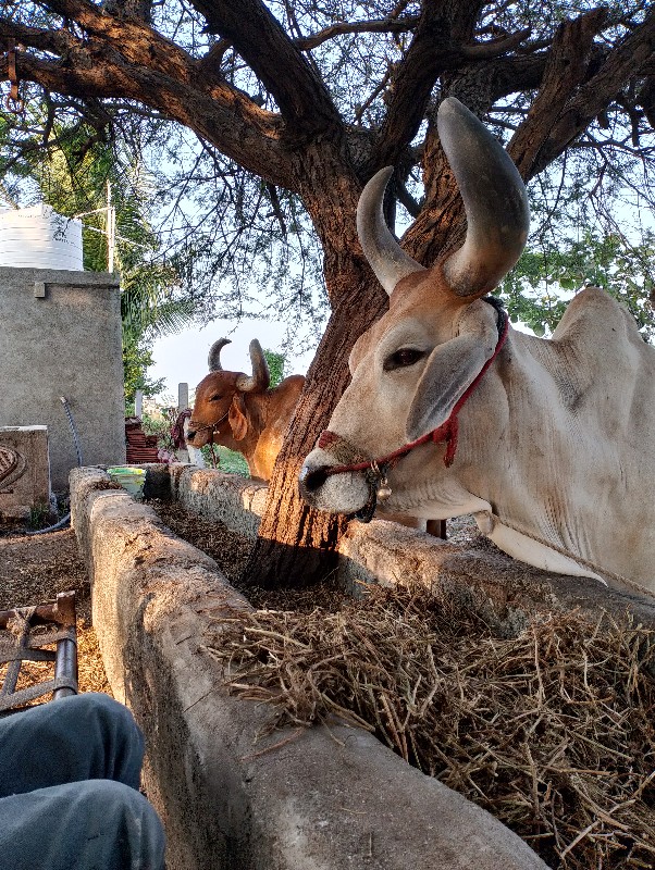 બળદ