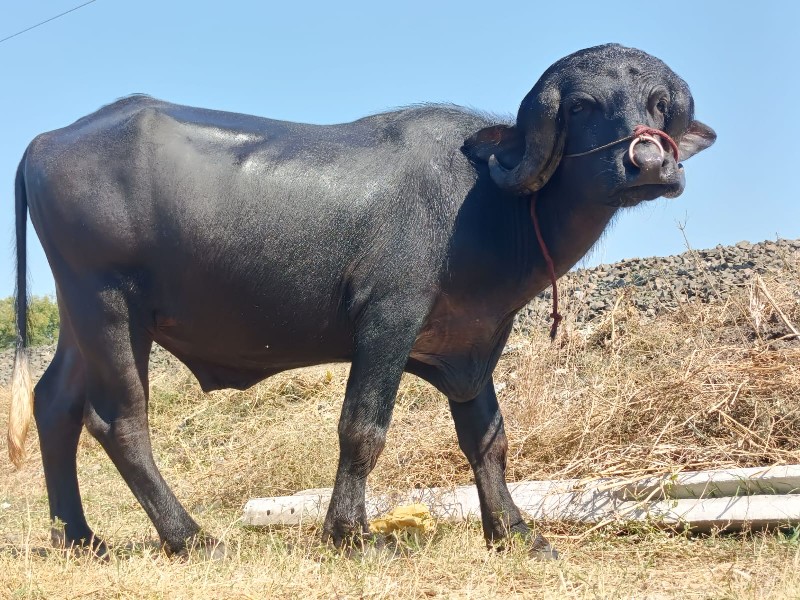 પાડો વેચવાનો છે