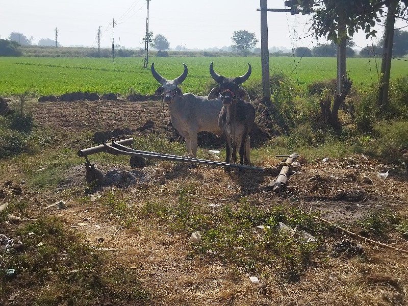 ગોઢલા વેચવાના છ...