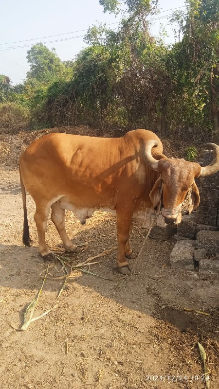 બળદ વેચવાનો છે