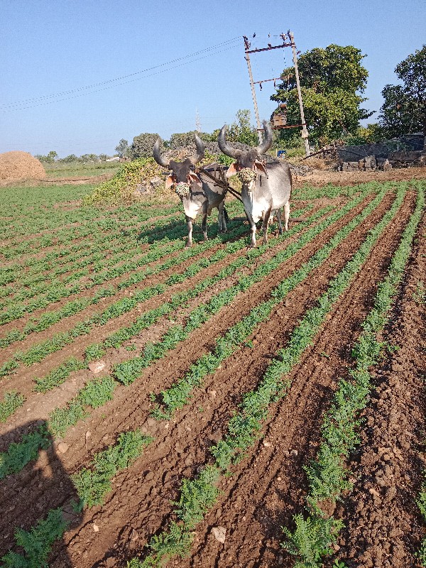 બળદ વેચવાના છે