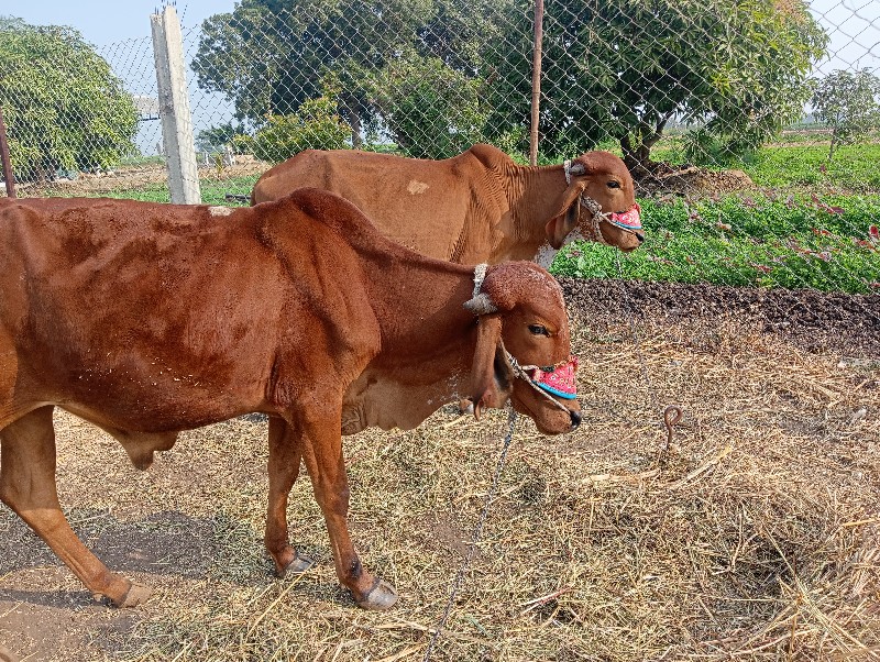 ગોધલા વેચવાના છ...