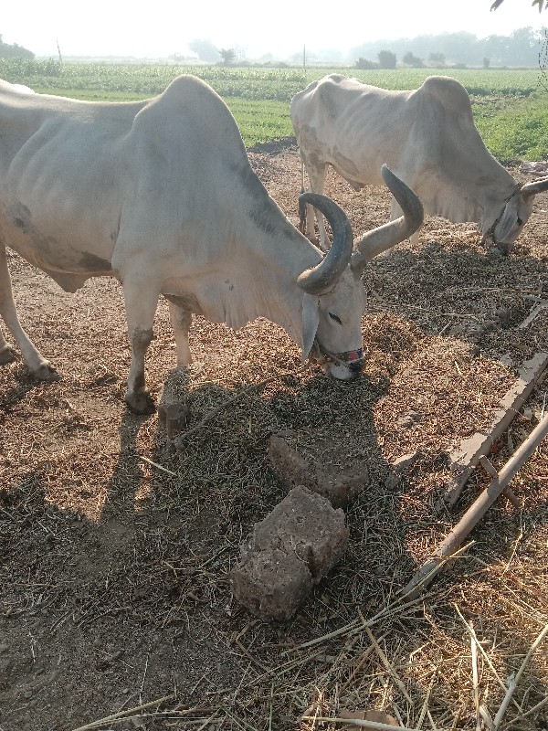 બરધ વેચવાના છે