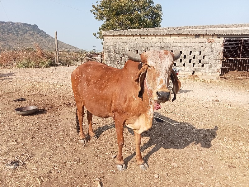 ગાય વેચવાની છે