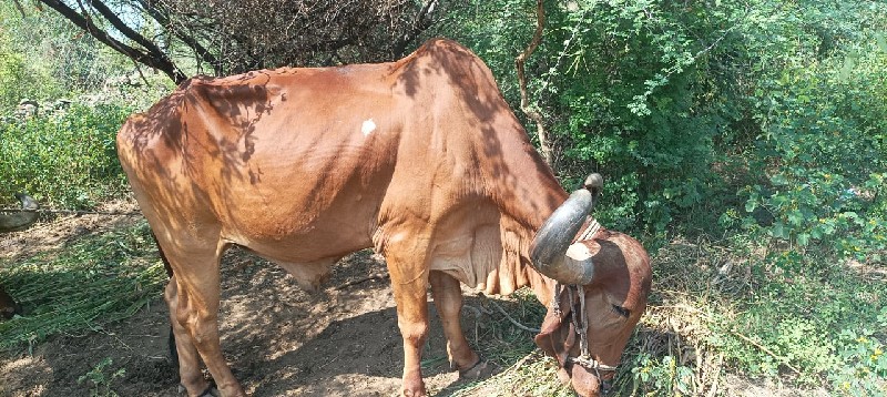 4 ગોઢલા વેચવાના...