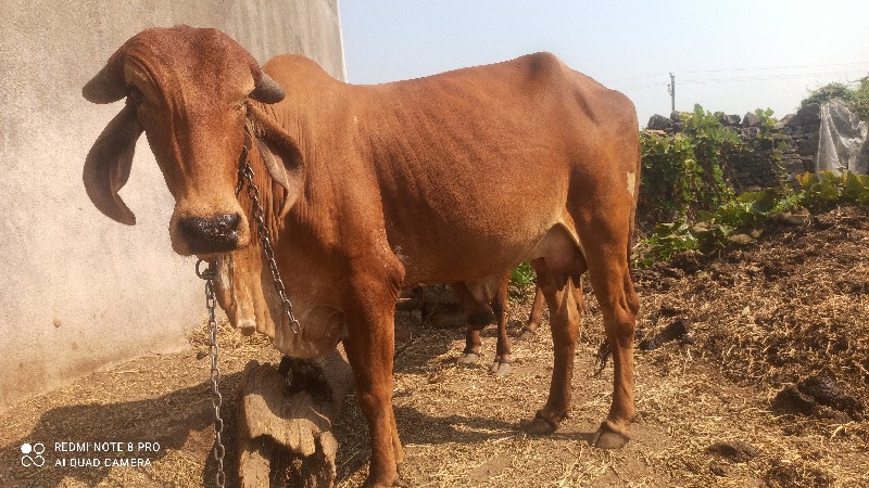 ઓળકી પેલું વેતર...