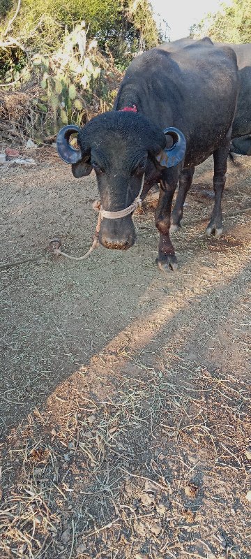 ખડેલી વેચવાની છ...