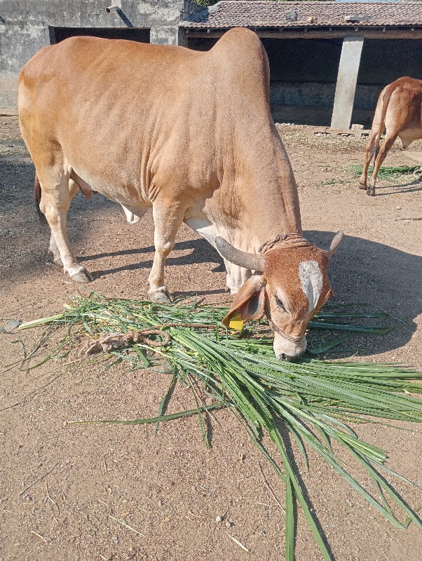 ગાય વેચવાની છે