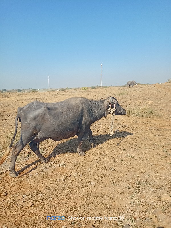 ઈમરાન ...