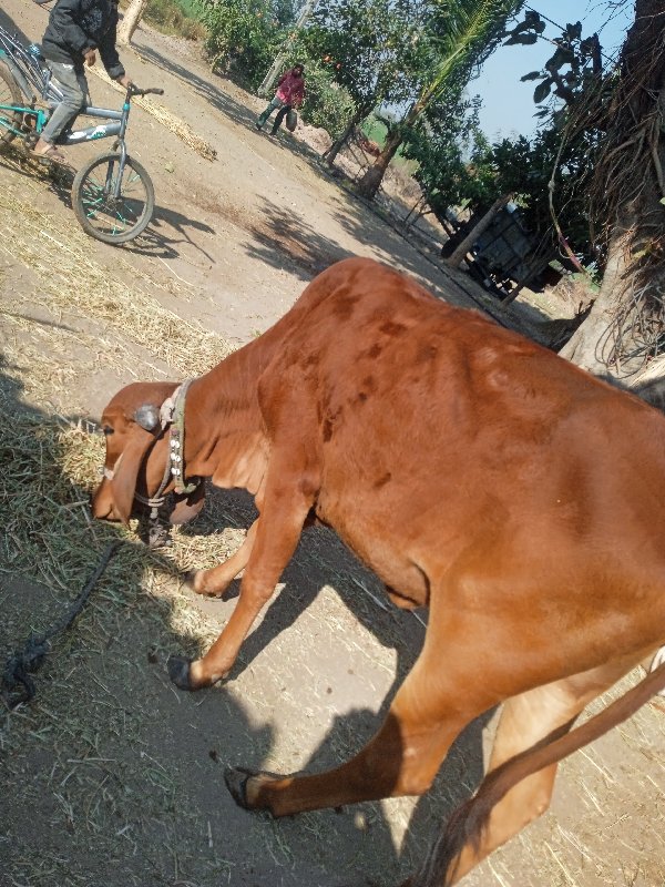 ગીર વાછડી વેચવા...