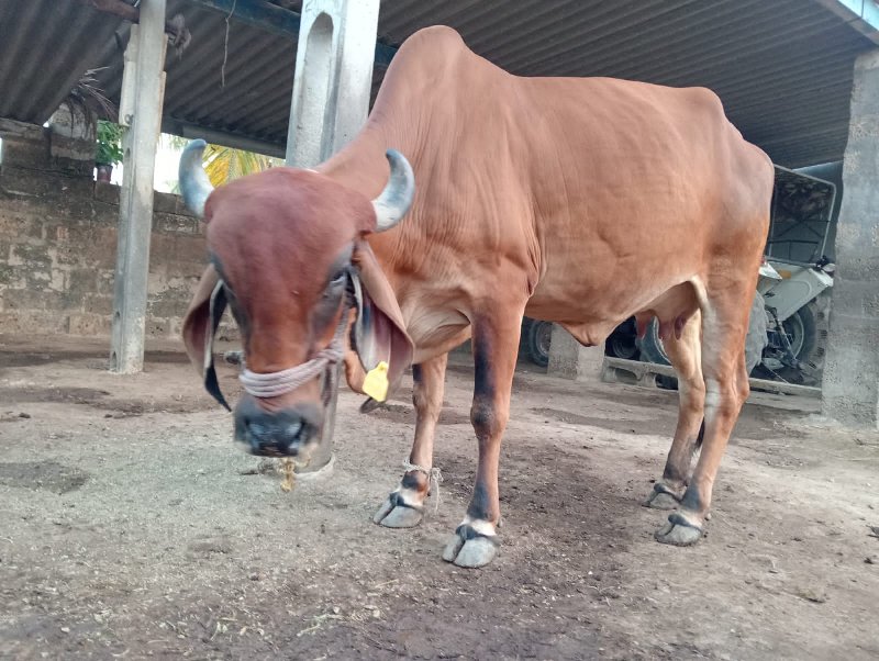 ગાય વેચવાની છે