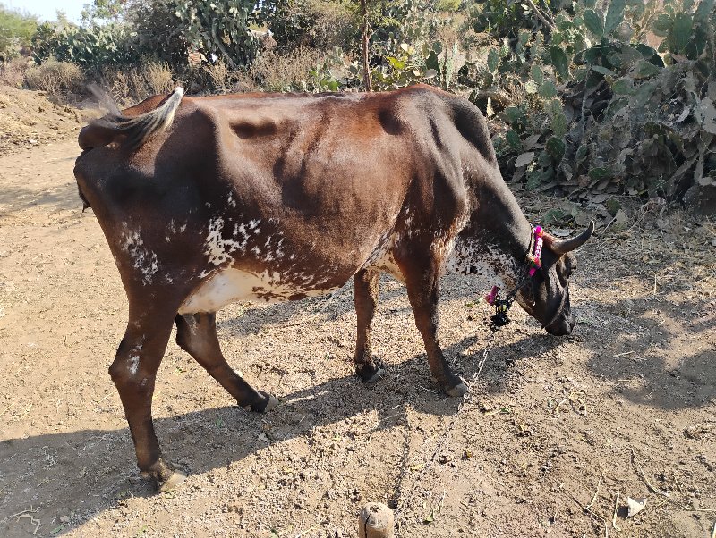 બીજું વેતર જરસી...