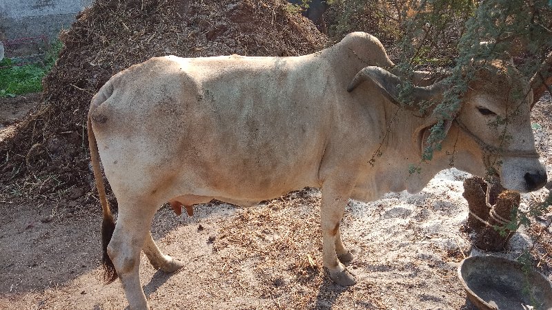 ત્રીજા વેતર ની...