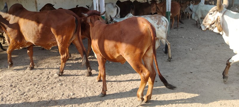 ગાય