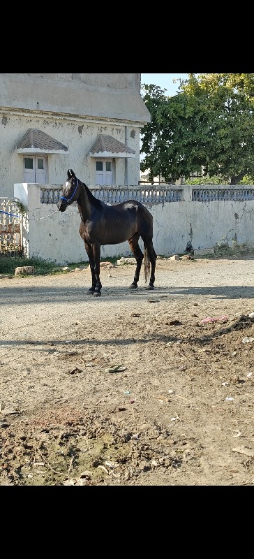 ઘોડિ છે