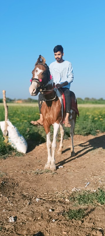 ઘોડી વેસ્વા ની...