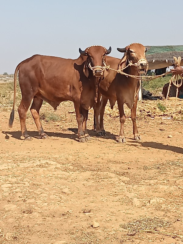 ગોધલાવેચવાનાચ