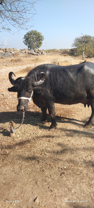 ત્રીજુ વેતર