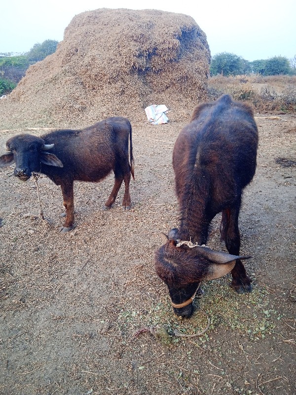 બે પાડ્યું વેચવ...