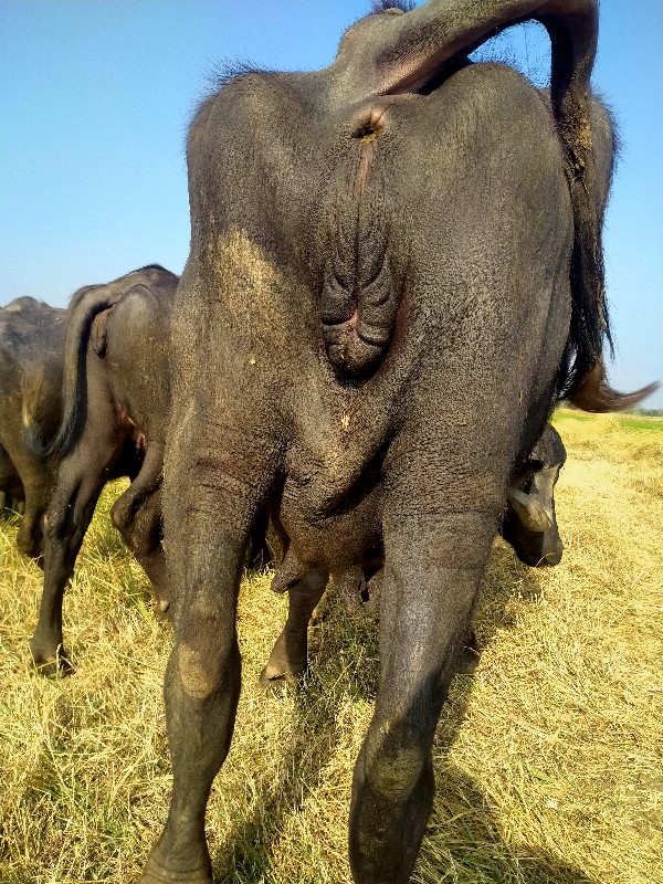 ખડેલુ