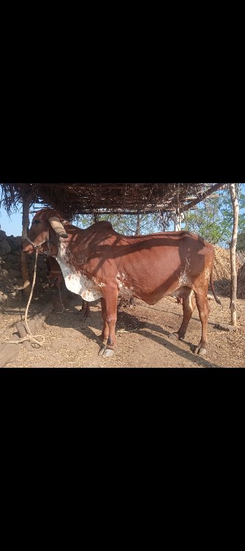 ગાય વેચવાની છે